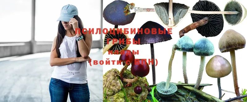 Галлюциногенные грибы Cubensis  Тюкалинск 